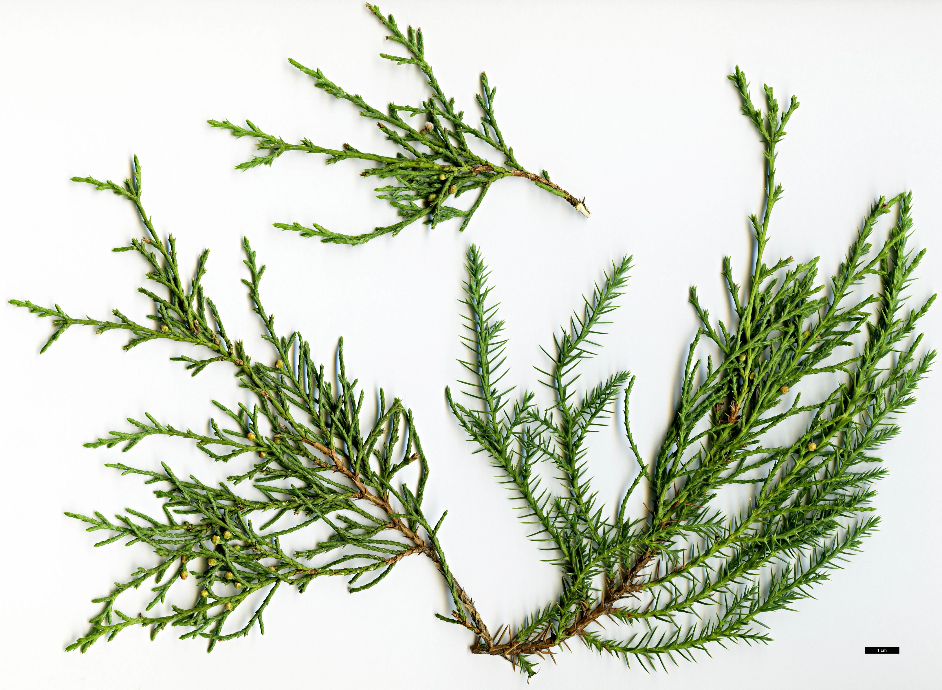 High resolution image: Family: Cupressaceae - Genus: Juniperus - Taxon: polycarpos var. seravschanica